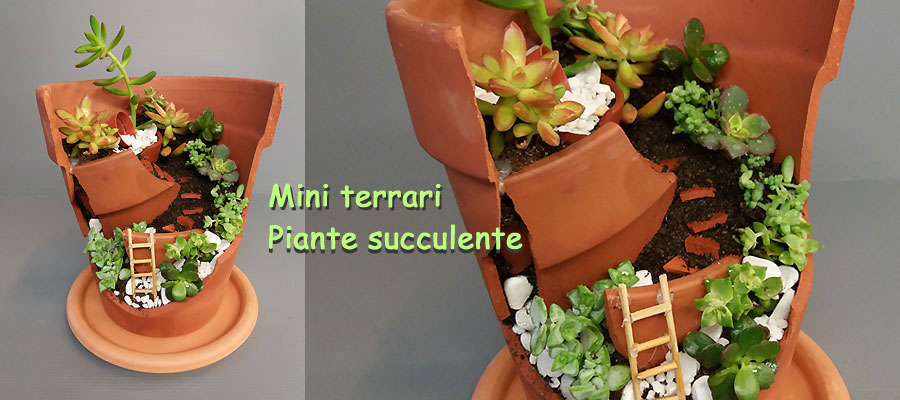 Mini terrari piante succulente