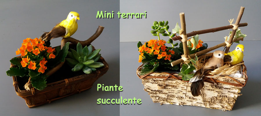 Mini terrari piante succulente