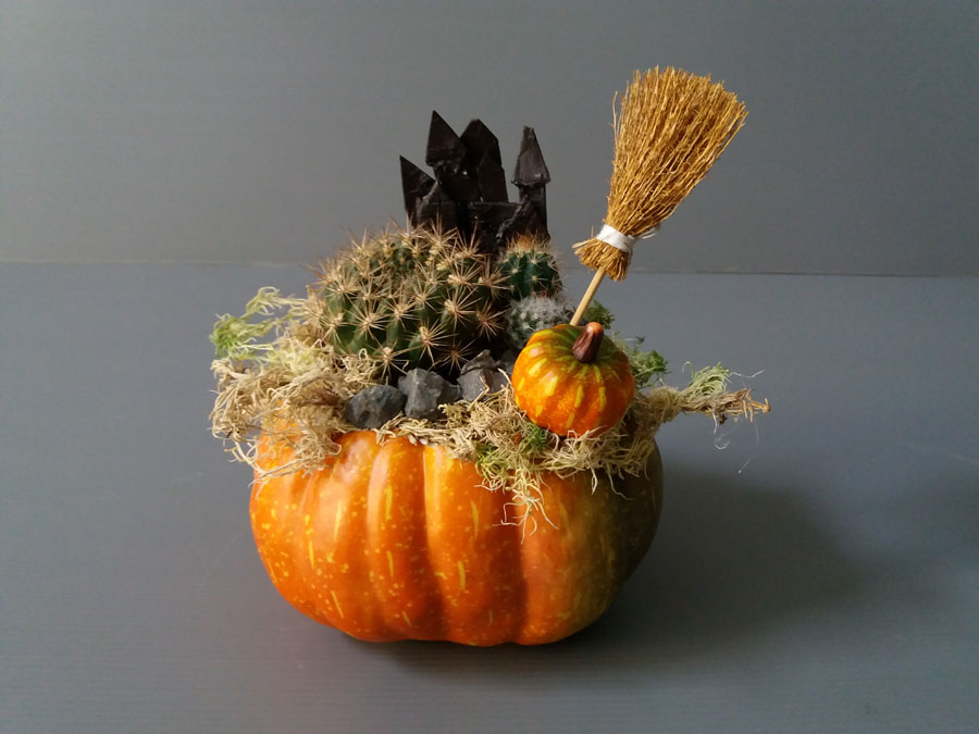 Festeggia Halloween con le zucche di piante grasse Milano
